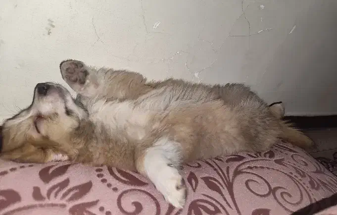 سگ میکس پامر خرسی و شی هوا هوا|سگ|اصفهان, ملکشهر|دیوار