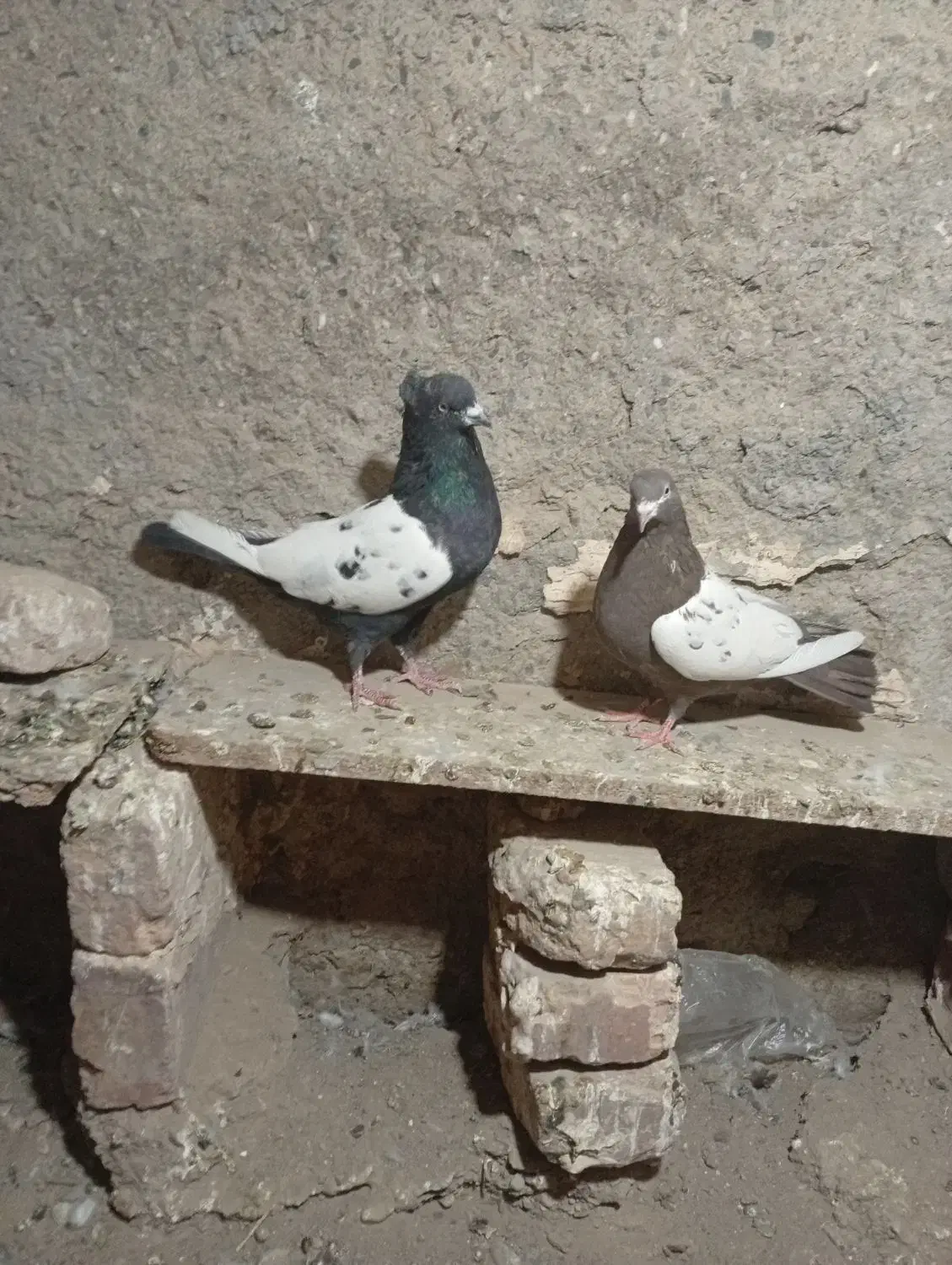 مجسمه کبوتر|مجسمه، تندیس، ماکت|زابل, |دیوار