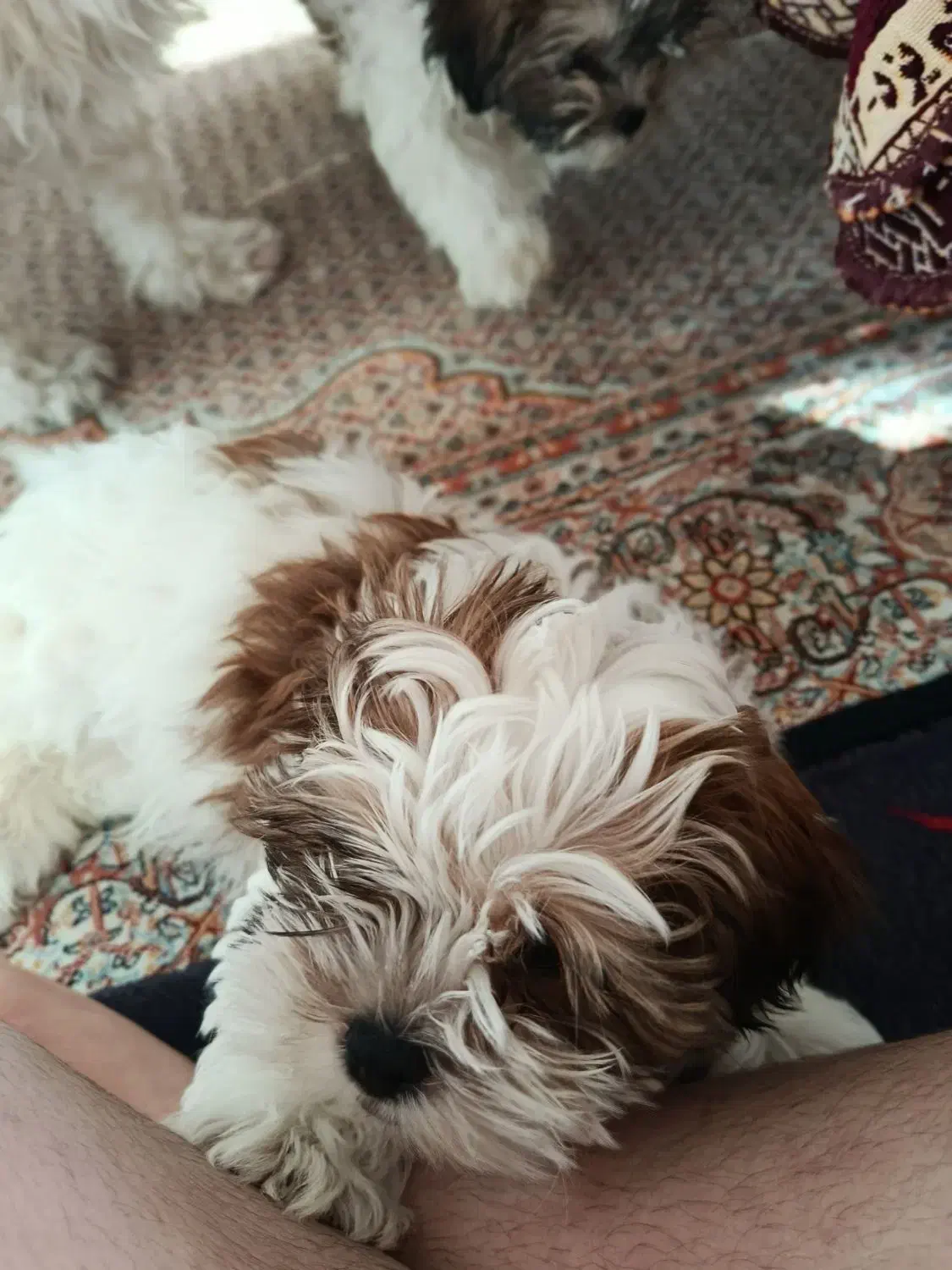 سگ شیتزو|سگ|تبریز, |دیوار