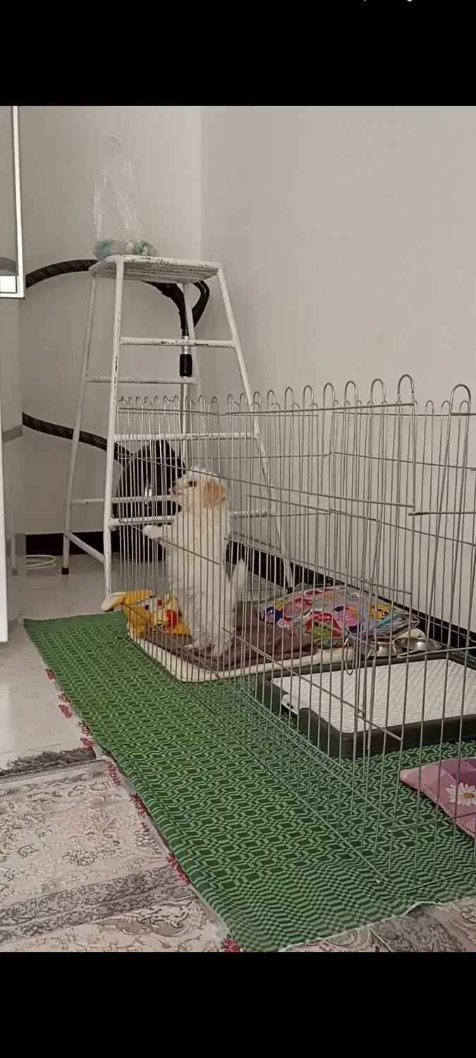 واگذاری سگ پودل همراه باشناسنامه|سگ|پرند, فاز ۶|دیوار