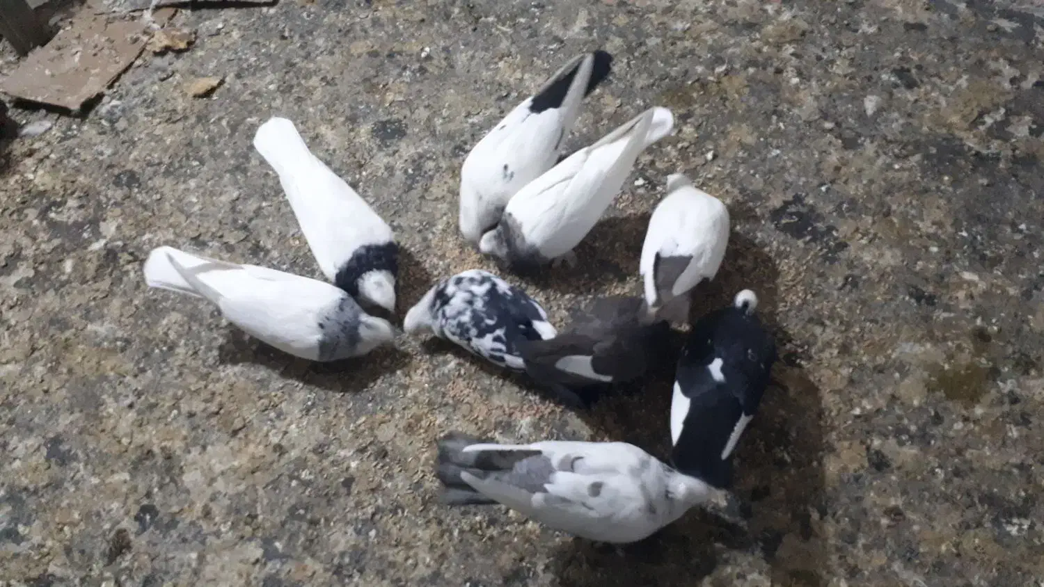 به دلیل جابجای|پرنده|محمدشهر, کوی بهار|دیوار