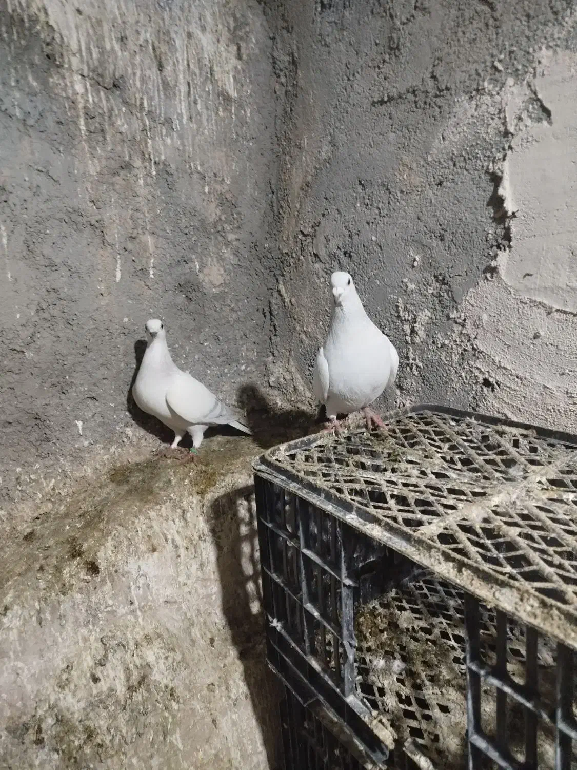 کبوتر|پرنده|خوسف, |دیوار