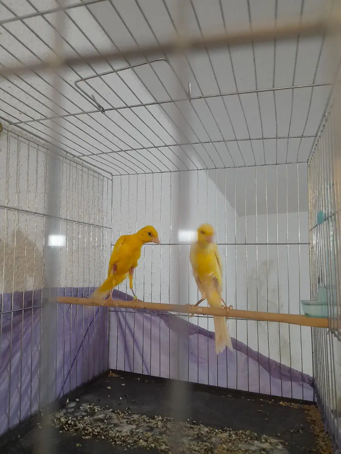 قناری|پرنده|تهران, میرداماد|دیوار