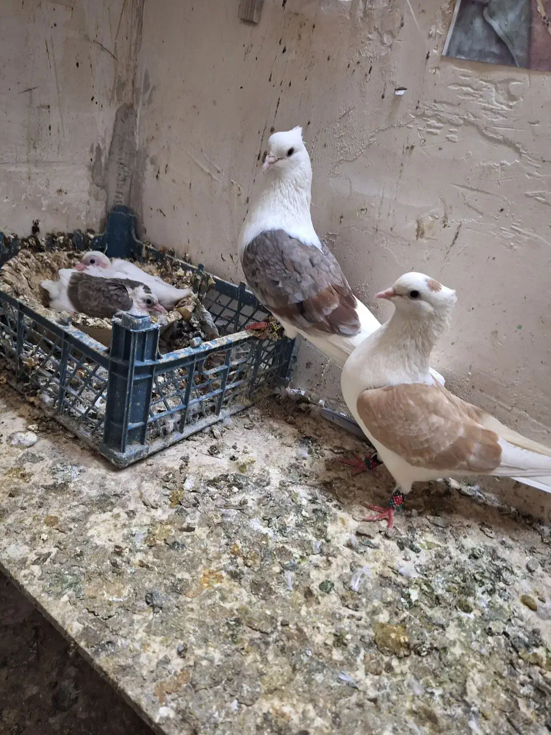 کفتر اص|پرنده|قم, شهر قائم|دیوار