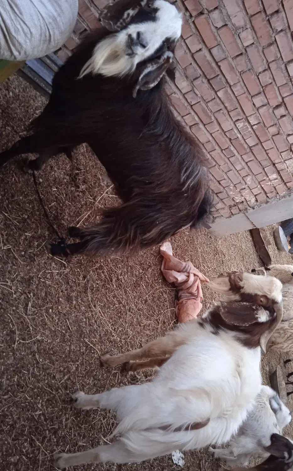 نری|حیوانات مزرعه|زرند, |دیوار