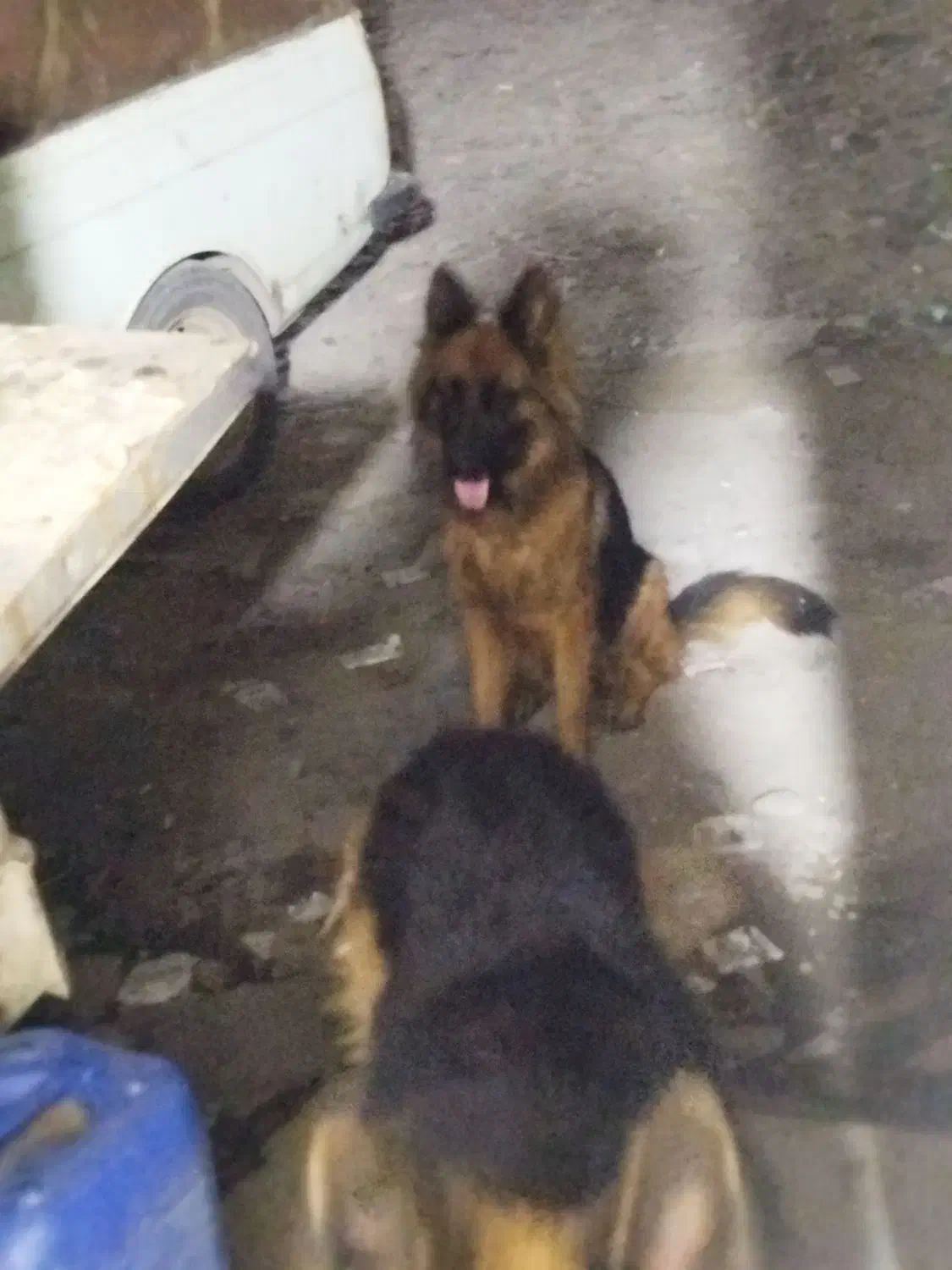 واگذاری ژرمن ماده|سگ|رشت, حومه رشت|دیوار