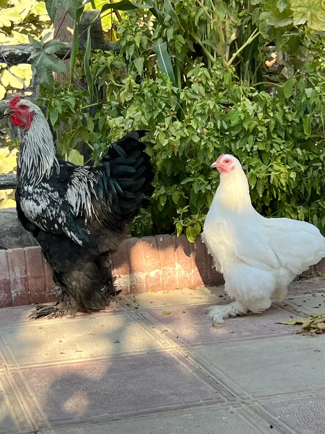 تخم برهما موجود هست|حیوانات مزرعه|مرودشت, فیروزی|دیوار