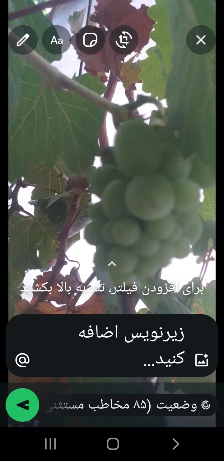 گلخانه|خدمات باغبانی و درختکاری|مسجد سلیمان, |دیوار