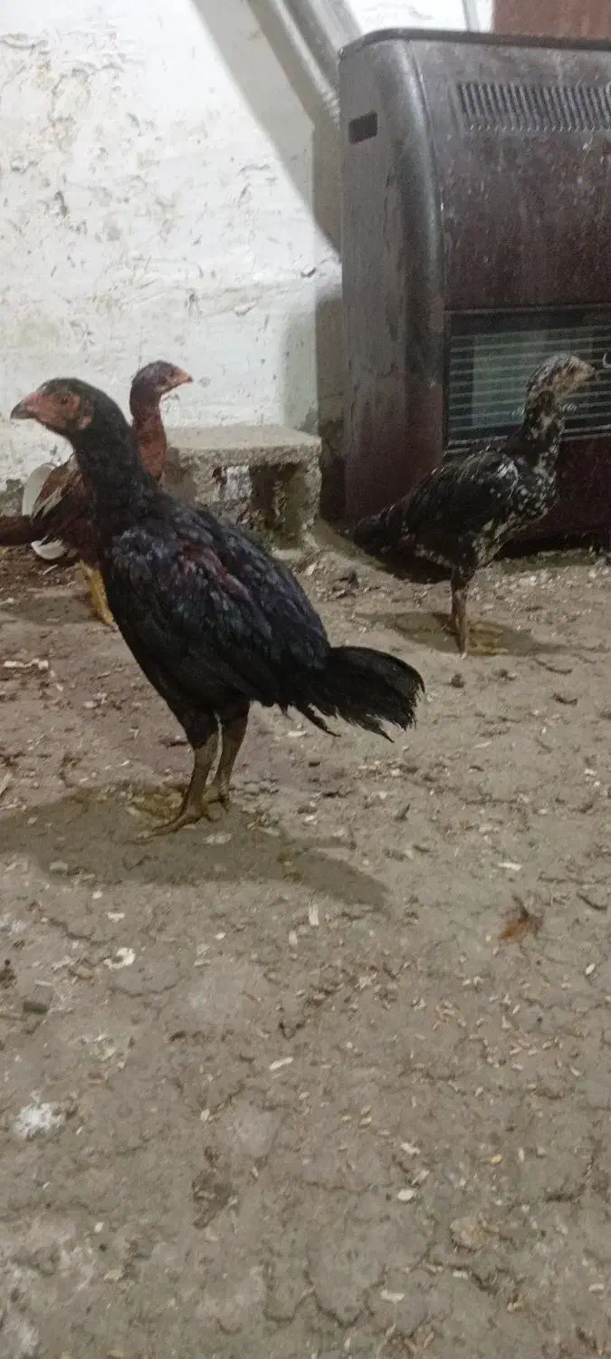 جوجه مرغ و خروس لاری  دوماه نیم اصیل|حیوانات مزرعه|فومن, |دیوار