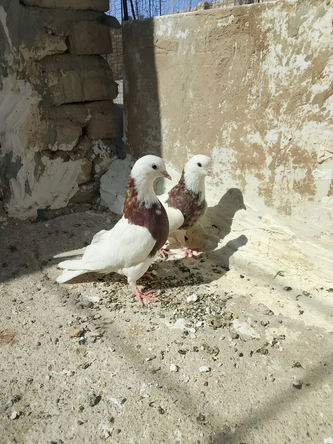 کبوتر|پرنده|زابل, |دیوار