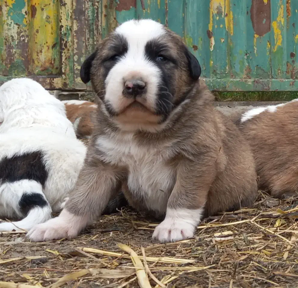 توله سگ الابای نرو ماده زیر فی نگهبان گله ای محافظ|سگ|اصفهان, شهرک کاوه|دیوار