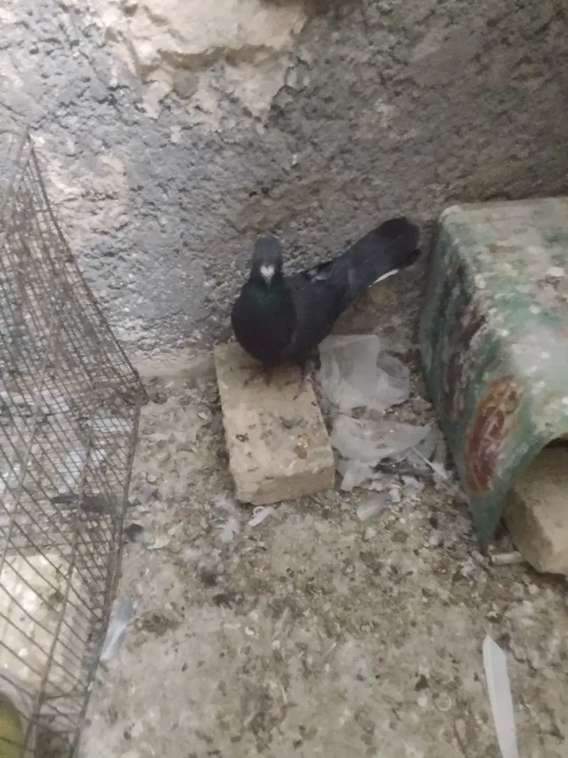 کفتر معاوضه|پرنده|یزد, |دیوار