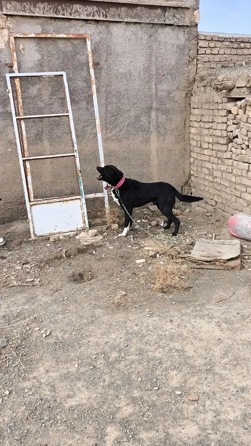 سگ نر|سگ|ازنا, |دیوار