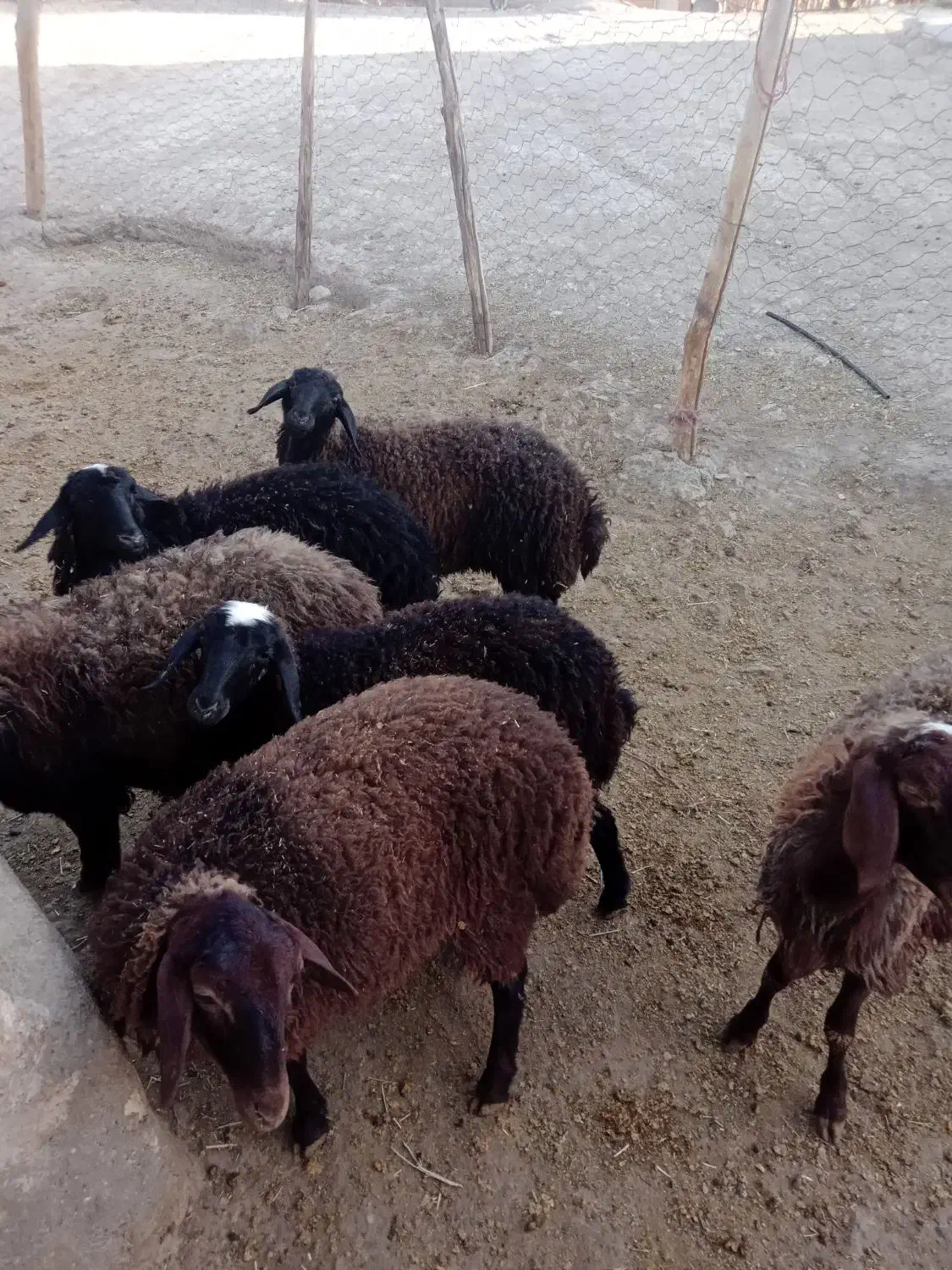 فروش گوسفند ماده|حیوانات مزرعه|بزینه رود, |دیوار