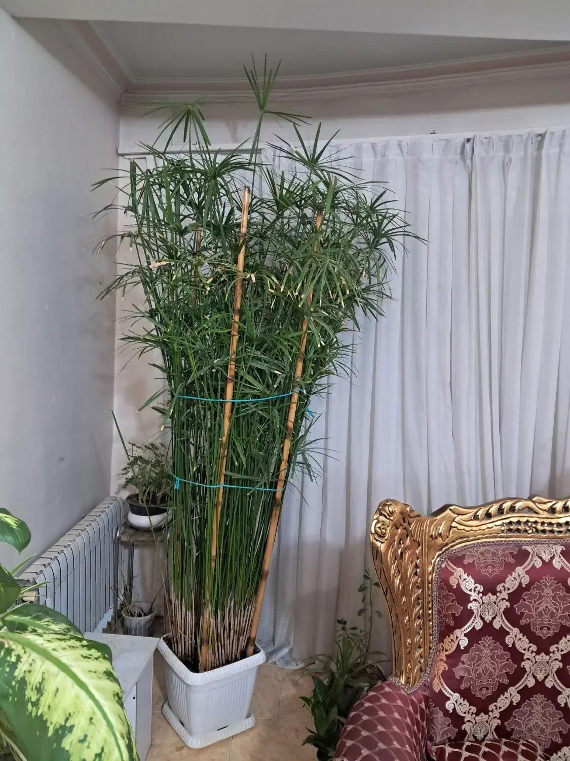 گل نخل مرداب|گل و گیاه طبیعی|کرج, شاهین‌ویلا|دیوار