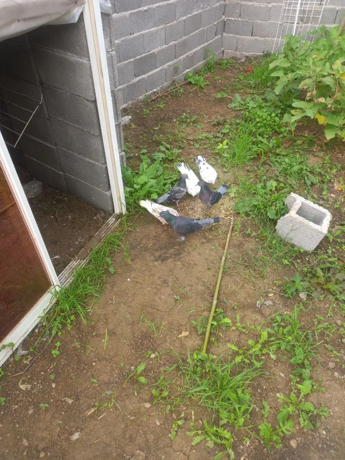 کبوتر مسابقه ای|پرنده|شفت, |دیوار