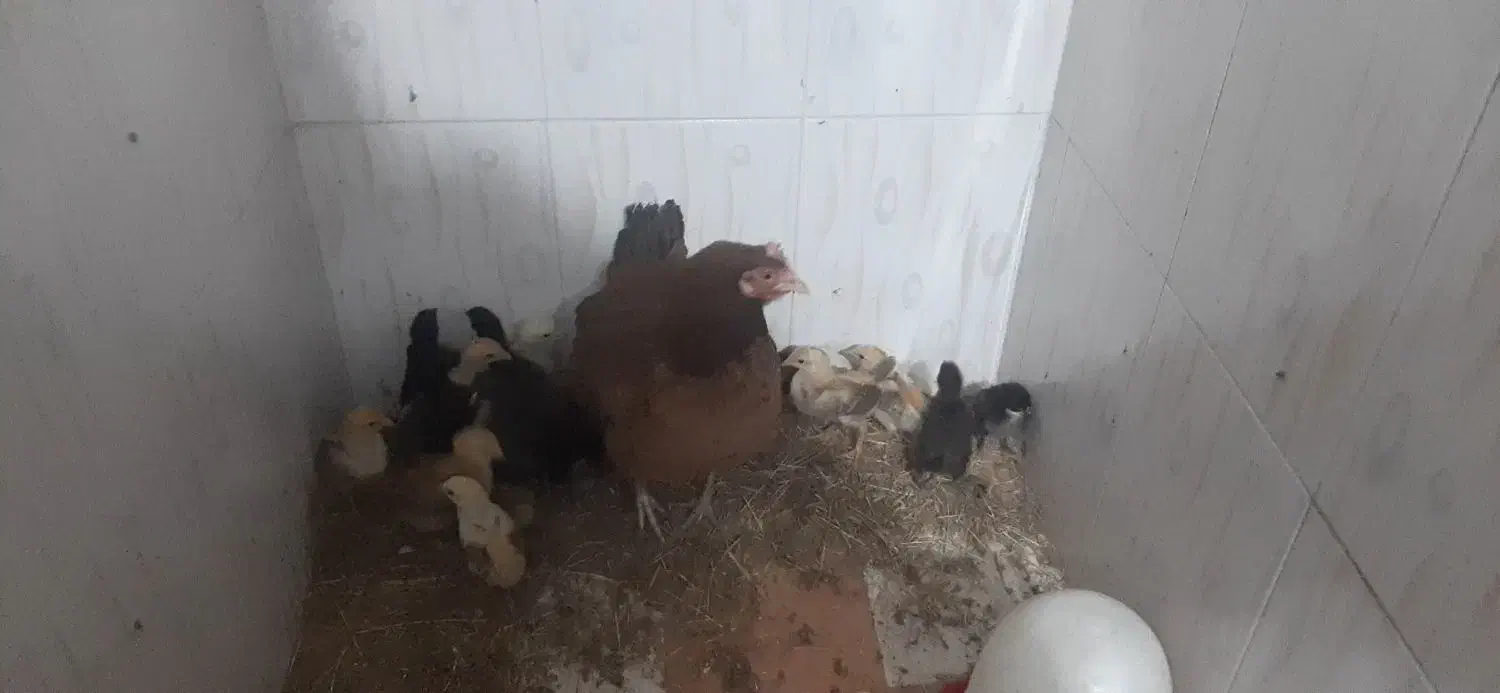 مرغ با۱۸ جوجه بوقلمون|حیوانات مزرعه|دزفول, |دیوار