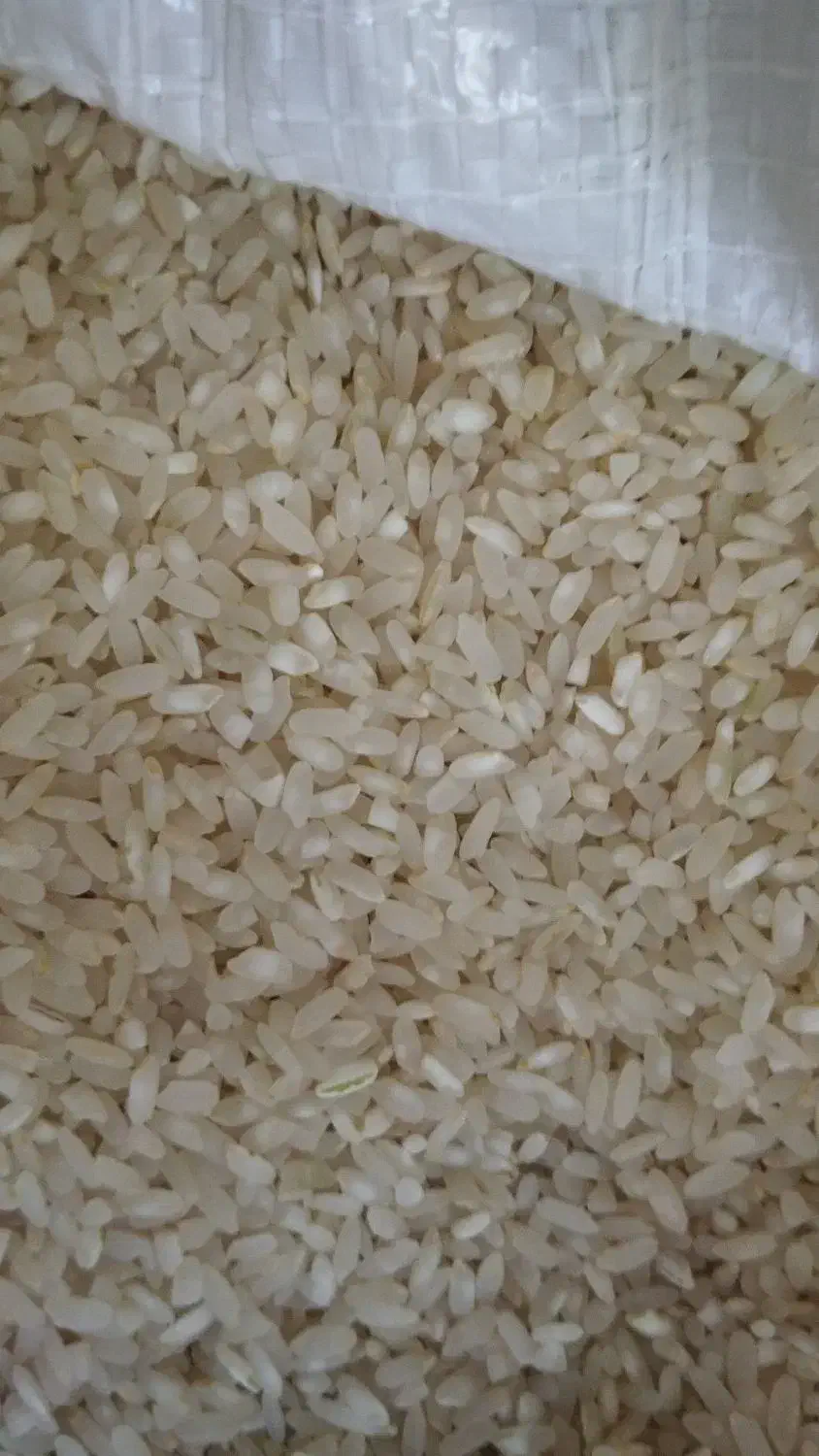 فروش فوری برنج کامفیروز کیلو 240|خوردنی و آشامیدنی|مرودشت, فرهنگ|دیوار