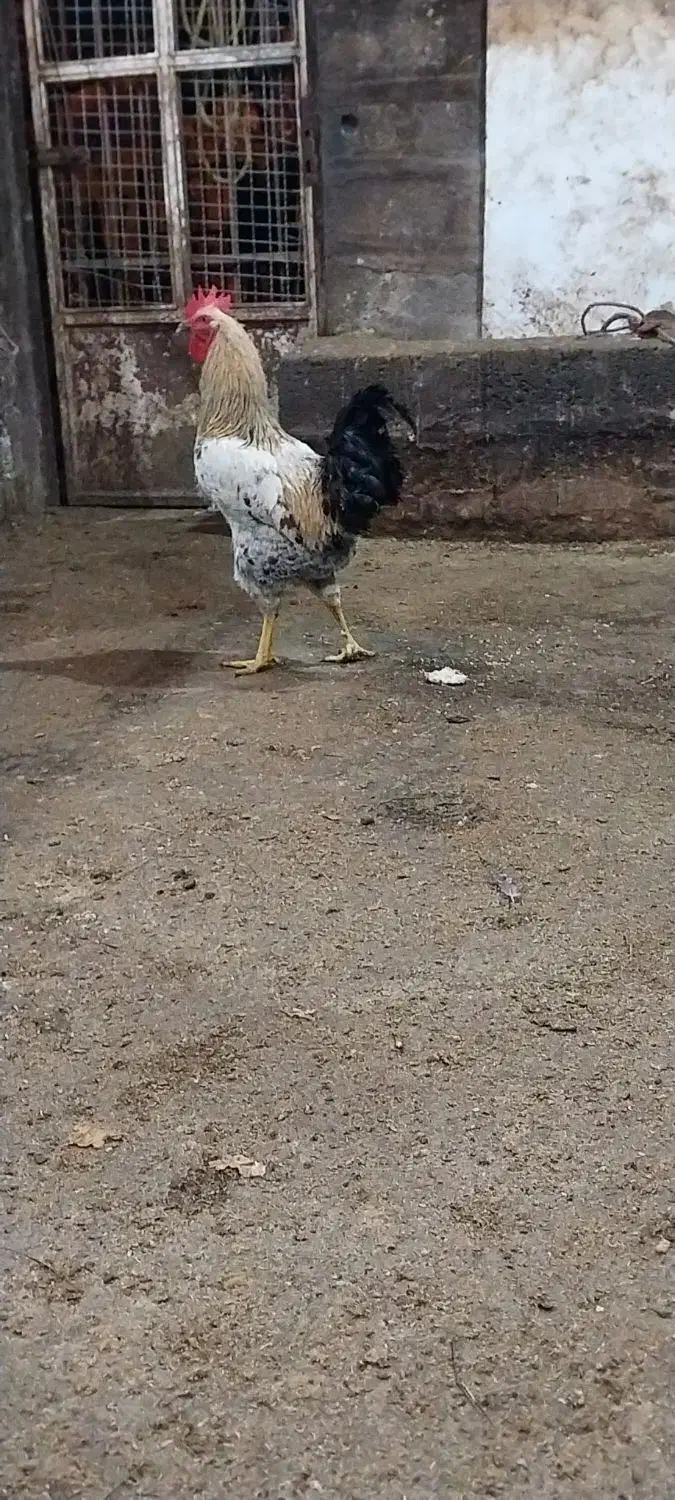 خروس محلی مناسب برای قربانی|حیوانات مزرعه|سلمان‌شهر, |دیوار