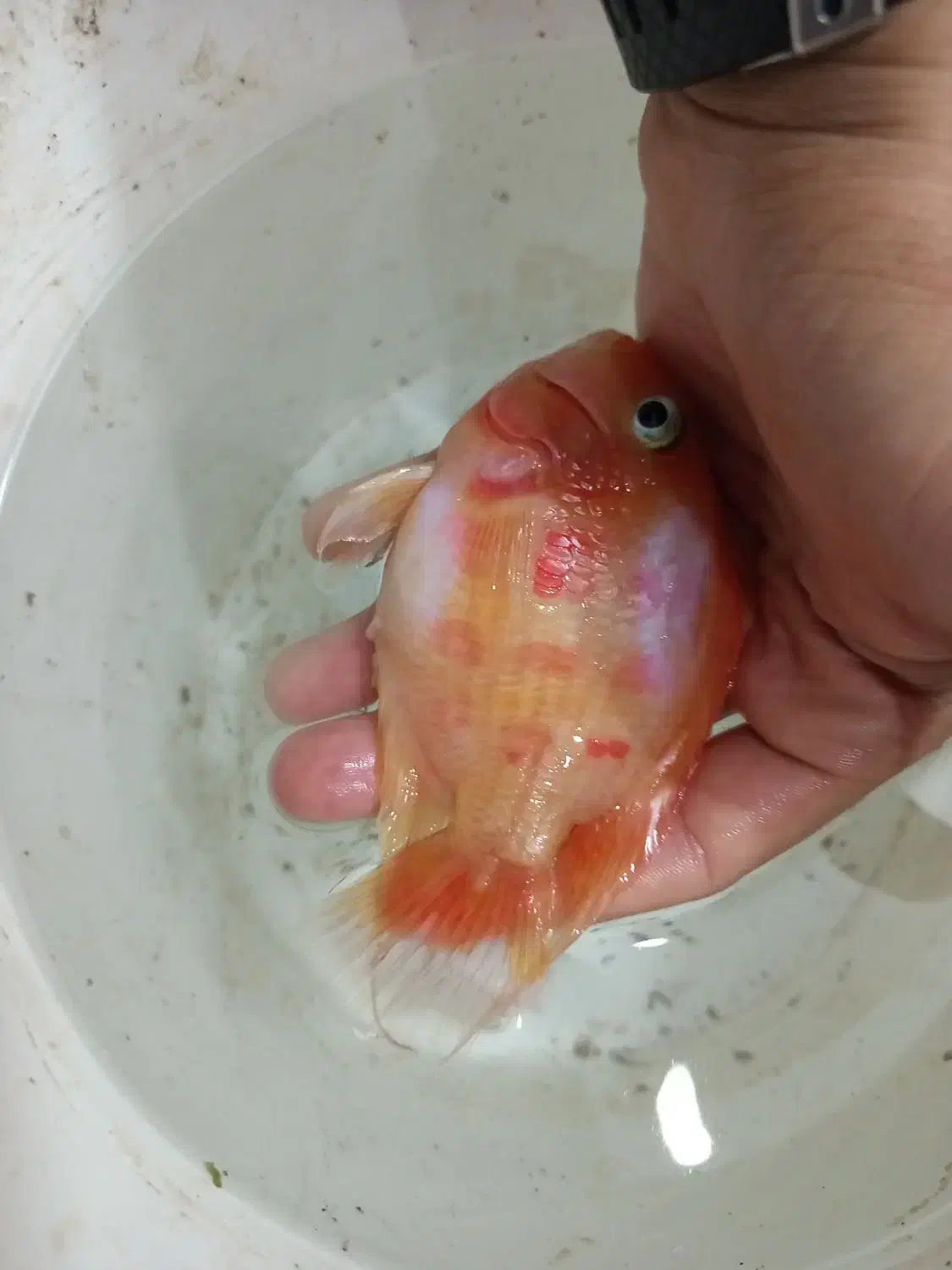 ماهی پرت|ماهی|دامغان, |دیوار