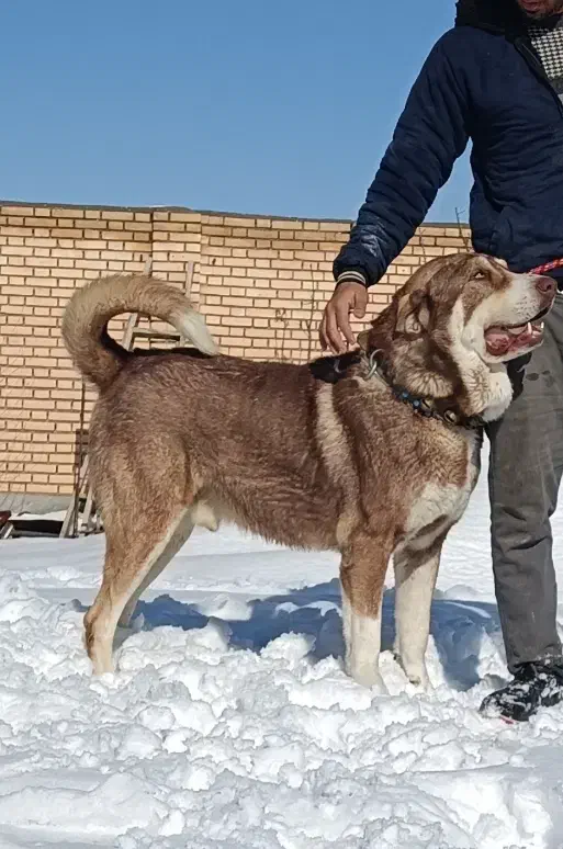 سگ دُزدی|حیوانات|اراک, |دیوار