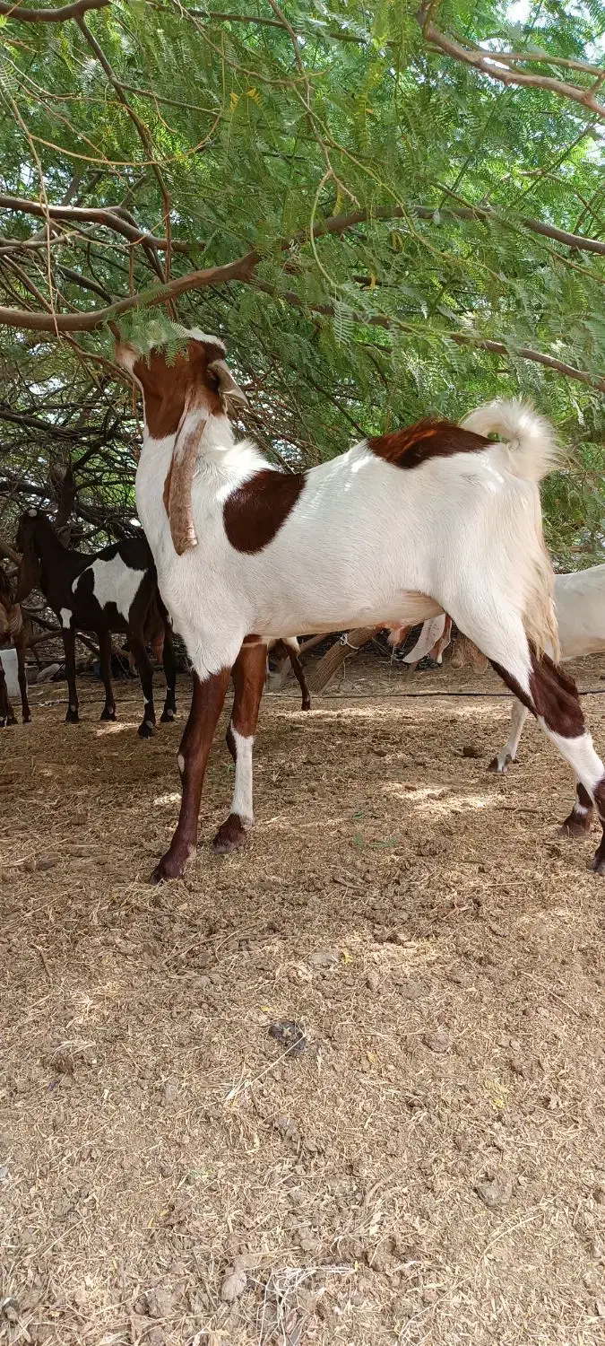 نری پاکستانی دوساله|حیوانات مزرعه|شمیل, |دیوار