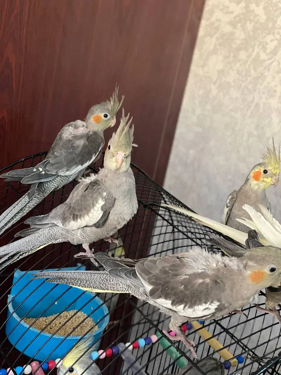 ۶عدد پرنده|پرنده|رشت, چمارسرا|دیوار