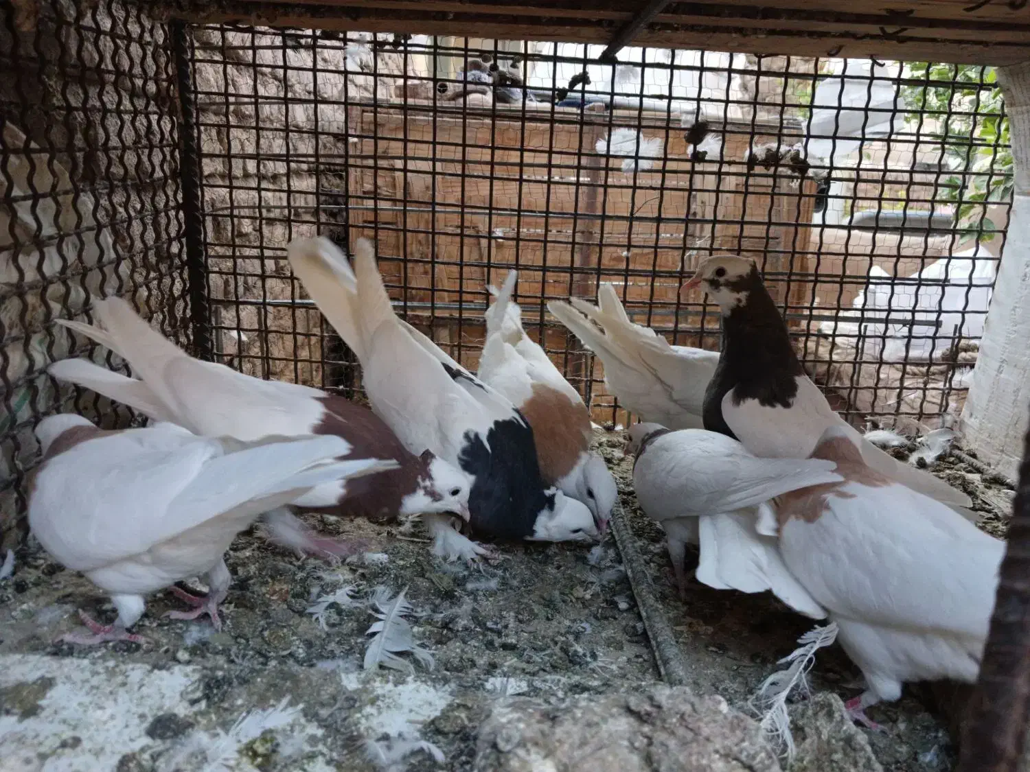 کبوتر فروشی|پرنده|بم, |دیوار