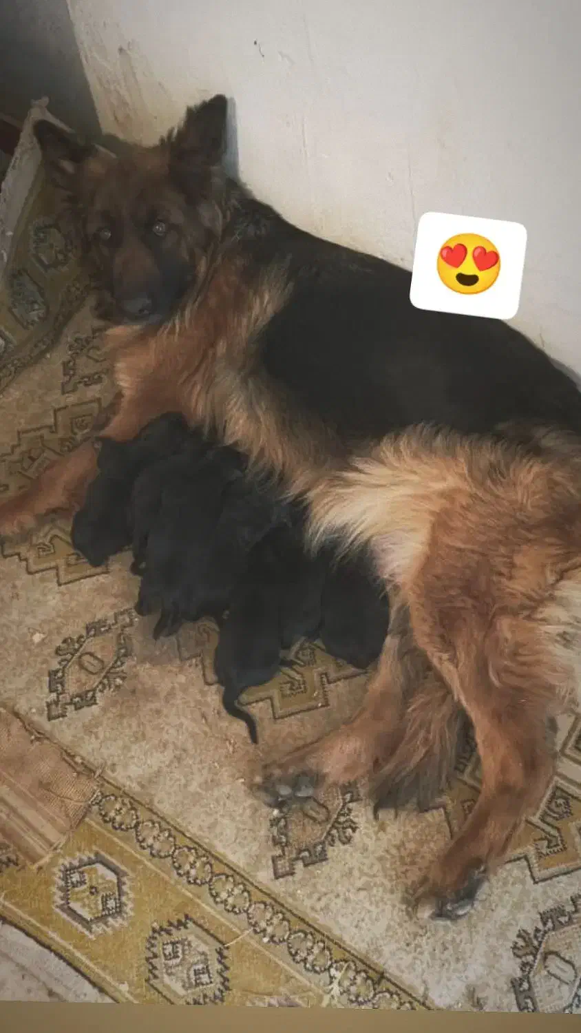 توله ژرمن بلک و دورنگ|سگ|هشتگرد, شهرک راه آهن|دیوار