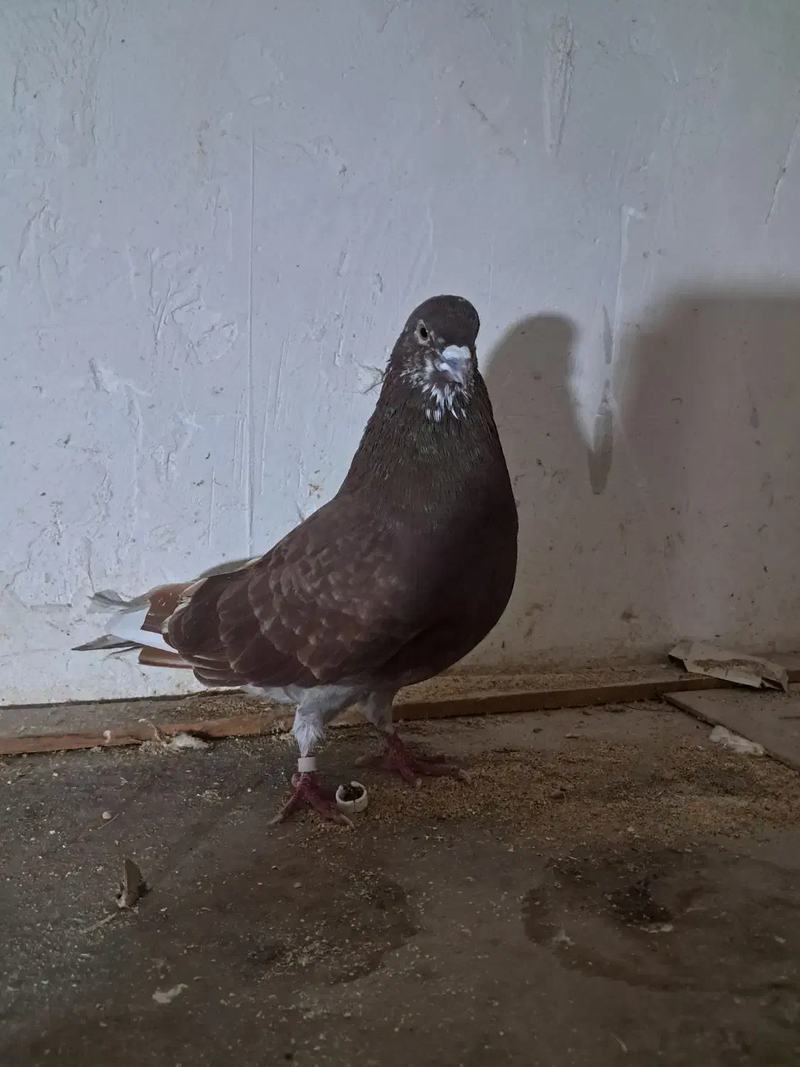 کبوترگرفته شده بصورت یکجا فروش|پرنده|سنگر, |دیوار