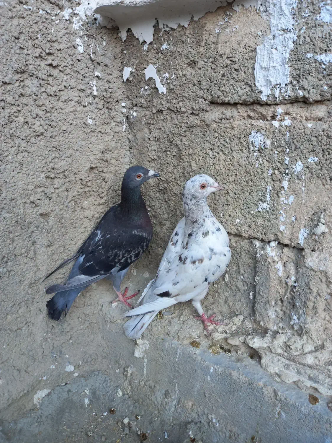 فروش کبوتر|پرنده|سیمکان, |دیوار