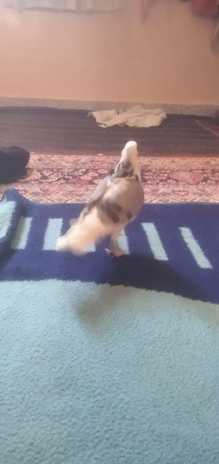 کبوتر شازده|پرنده|کمیجان, |دیوار