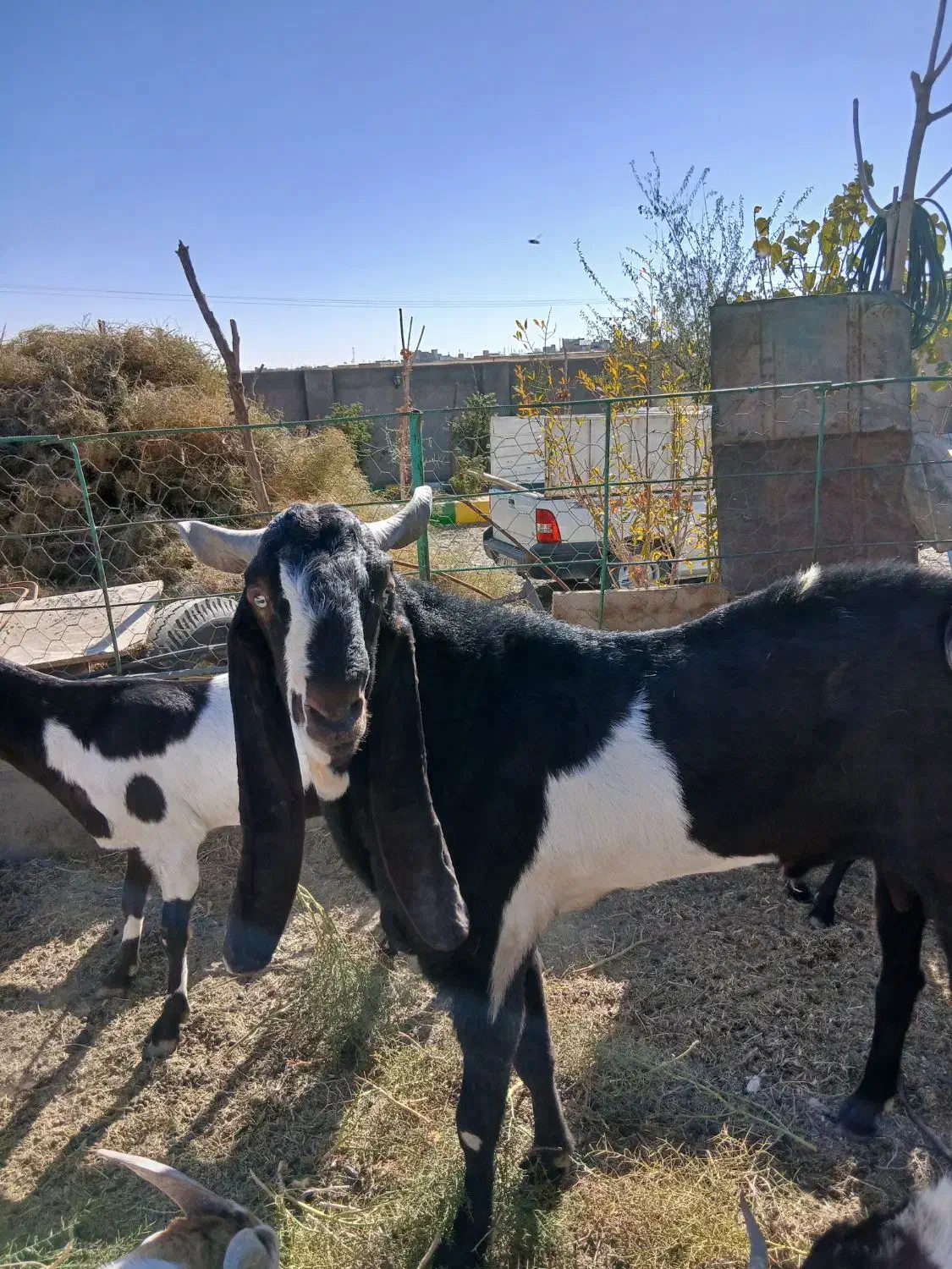 تکه پنجابی|حیوانات مزرعه|باخزر, |دیوار