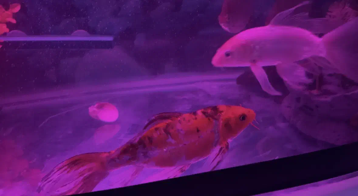 ماهی کوی سوپرباله وارداتی خاص|ماهی|بجنورد, |دیوار