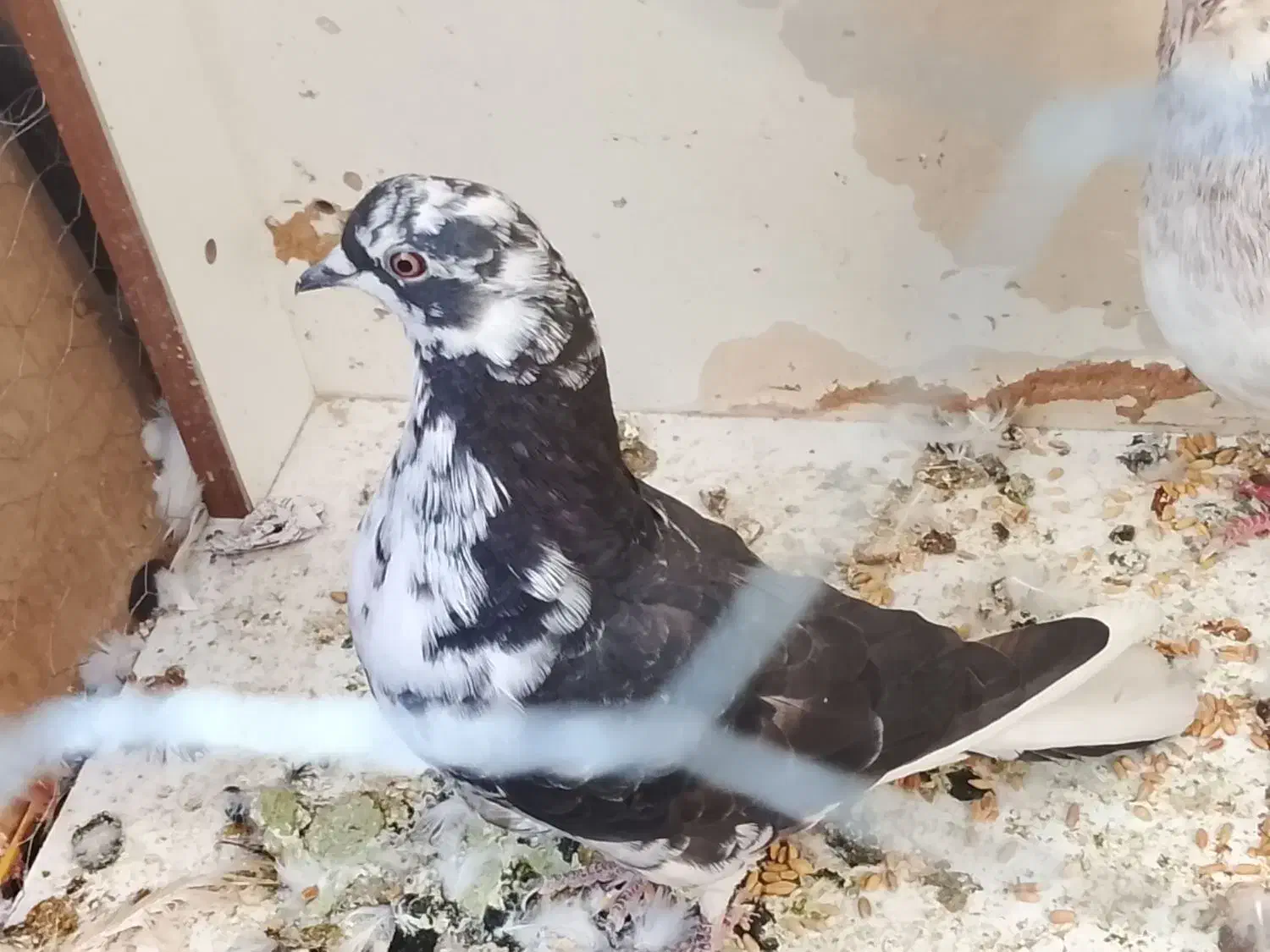 کفتر|پرنده|پاکدشت, پاکدشت (مامازند)|دیوار