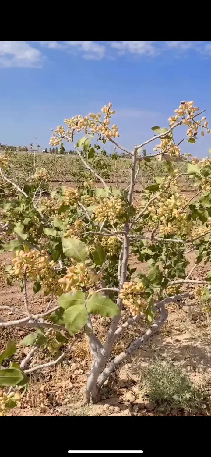 باغ پسته۱۰ساله  نزدیک شهر|فروش دفتر صنعتی، کشاورزی، تجاری|تربت جام, جامرود|دیوار
