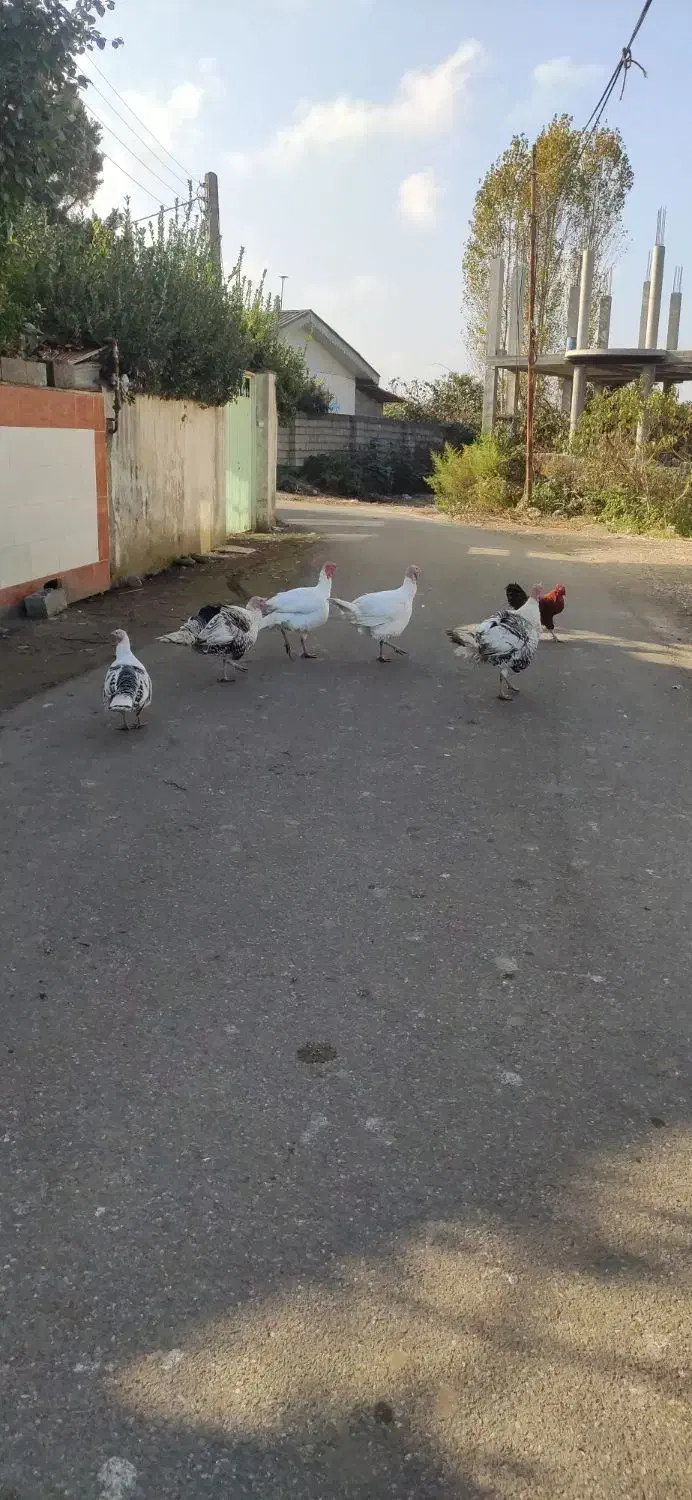 غاز و بوقلمون|حیوانات مزرعه|کلاچای, |دیوار