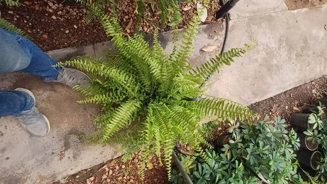 فروش عمده گل و گیاه|گل و گیاه طبیعی|بندر کنگان, |دیوار