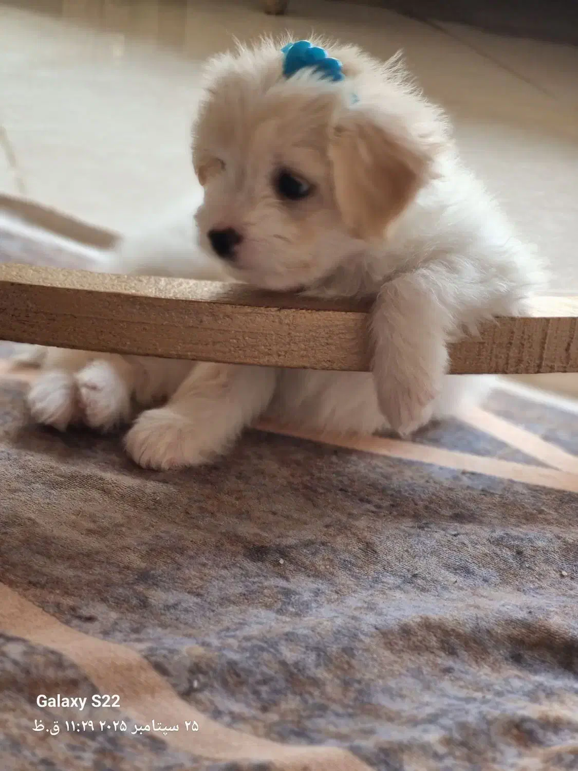 فروش سگ|سگ|تهران, پونک|دیوار