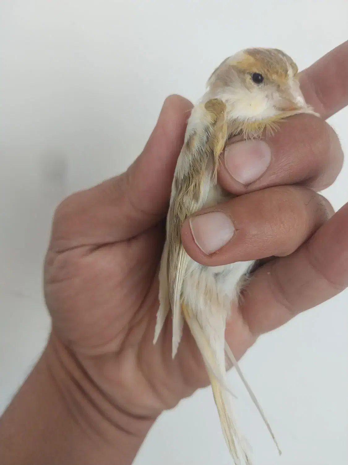 قناری ماده جفتی سهره|پرنده|ملایر, |دیوار