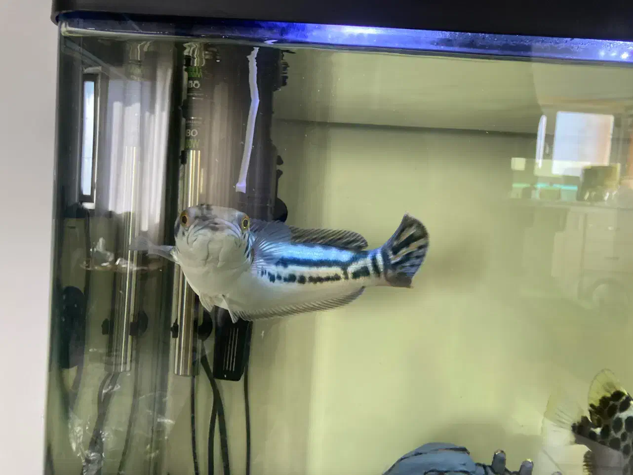 ماهی چانا سرماری رد ۳۰ سانت|ماهی|قم, پردیسان|دیوار