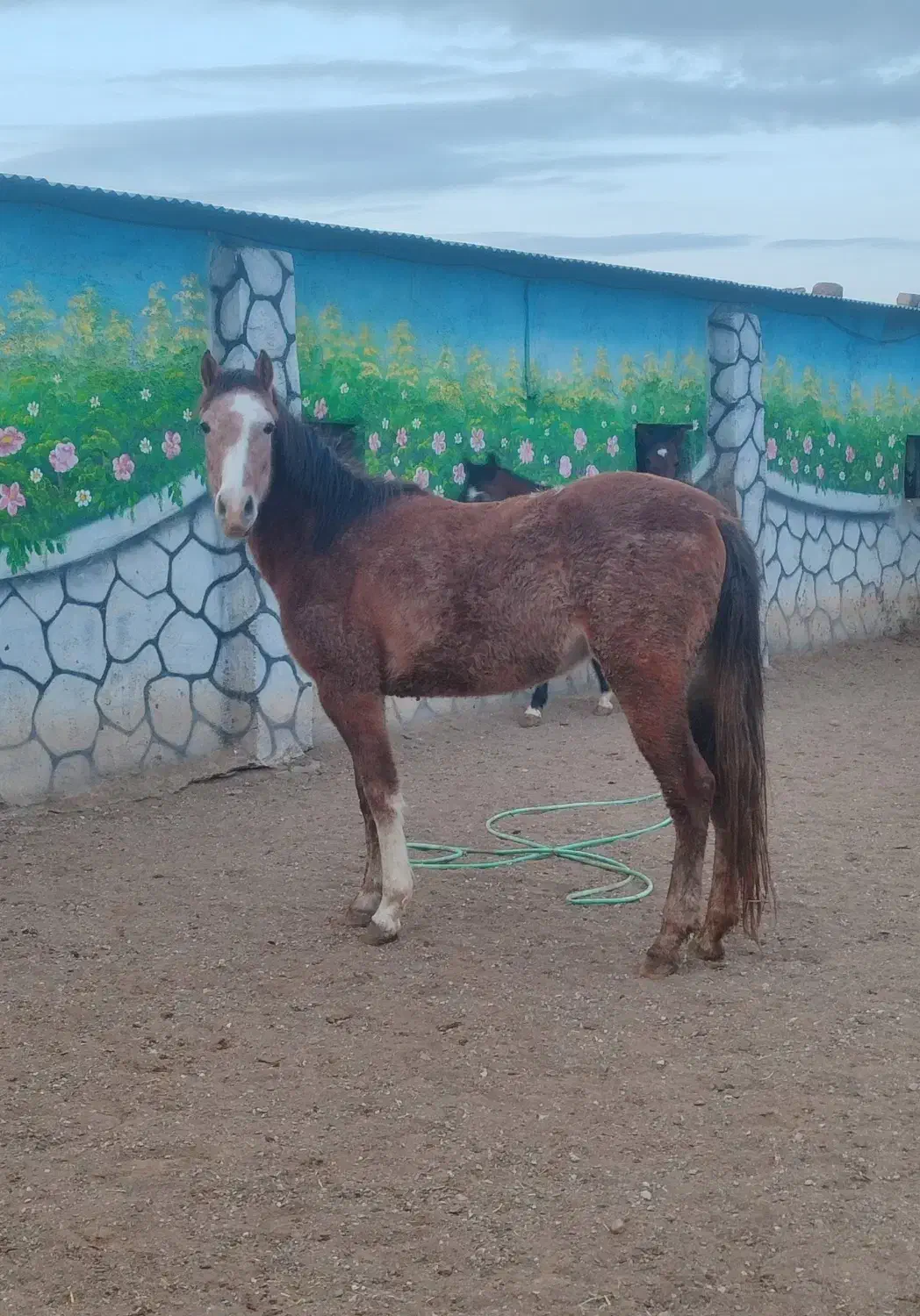 اسب ترکمن|اسب و تجهیزات اسب‌سواری|گناباد, |دیوار