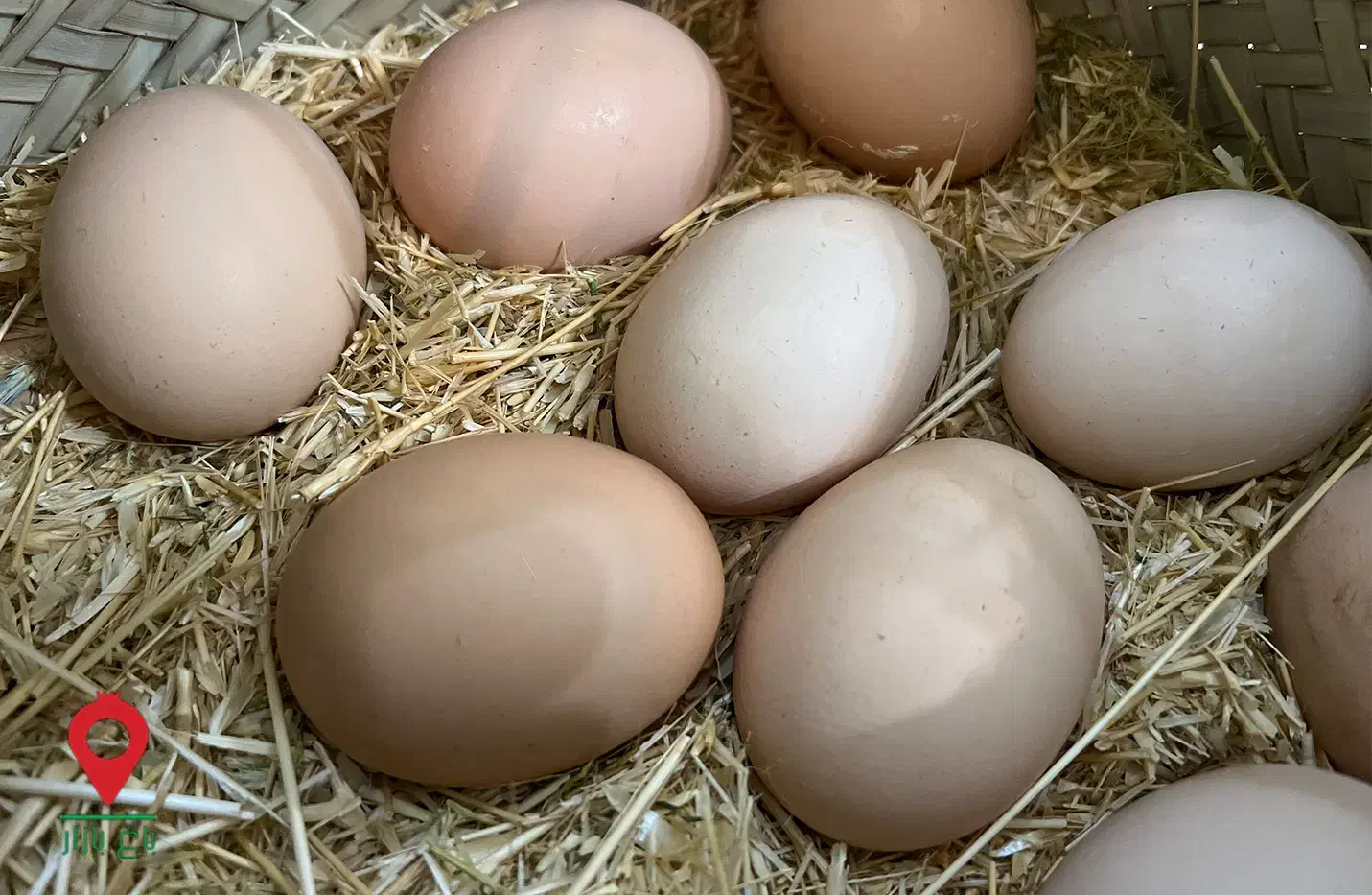 تخم مرغ بومی|خوردنی و آشامیدنی|برخوار, |دیوار