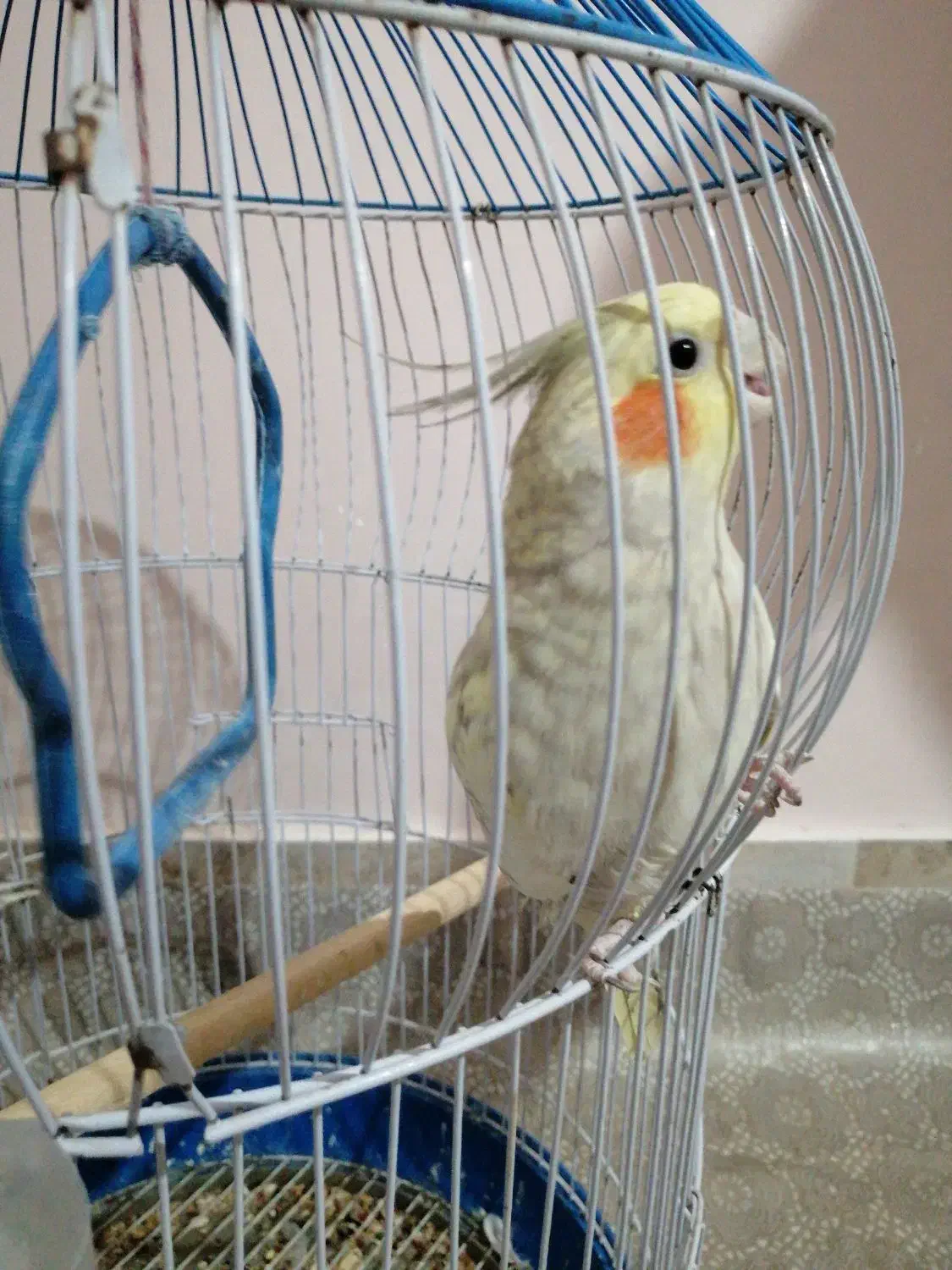 عروس هلندی زیبا|پرنده|ساوه, |دیوار