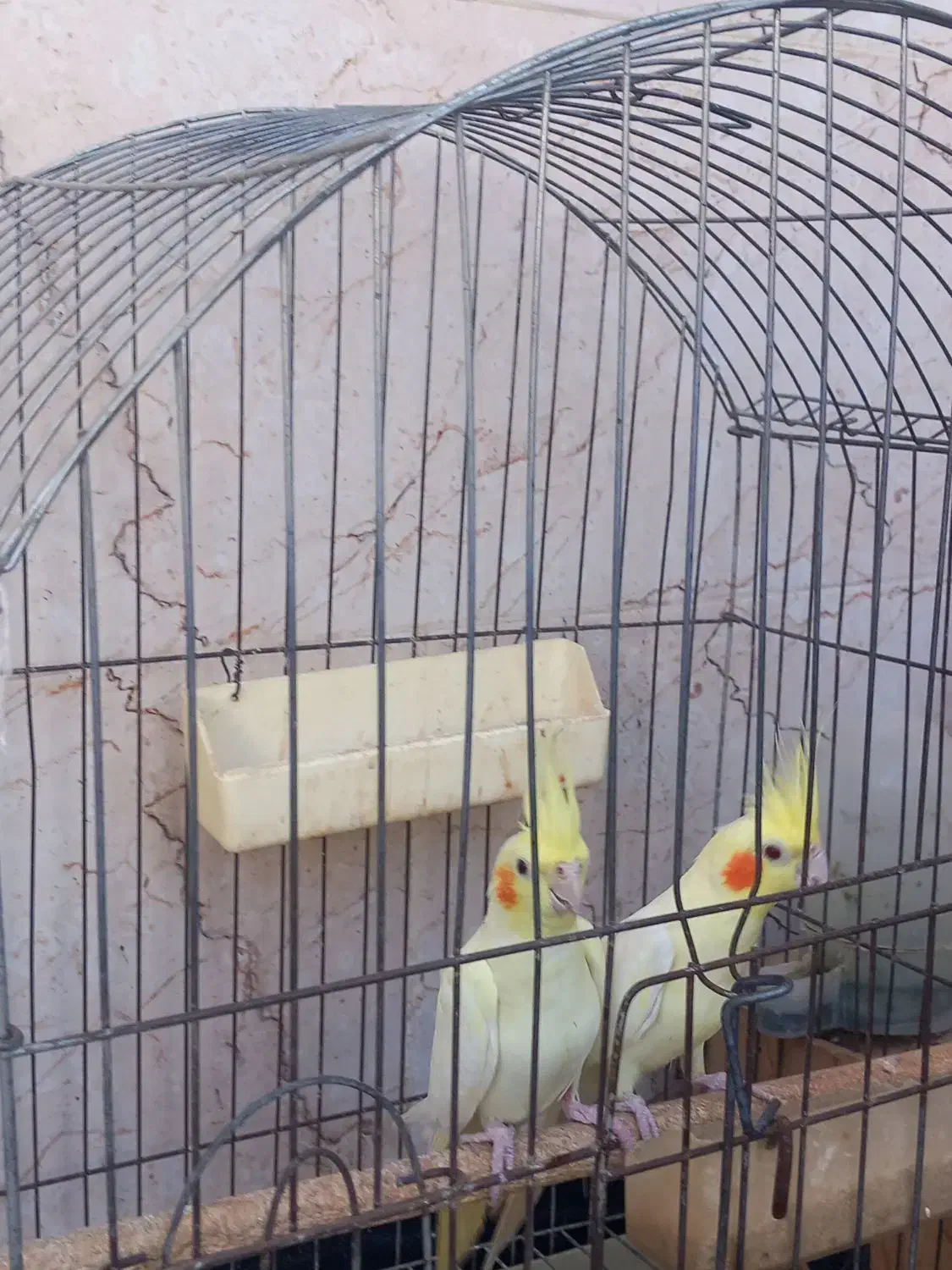 عروس هلندی|پرنده|کلاله, |دیوار