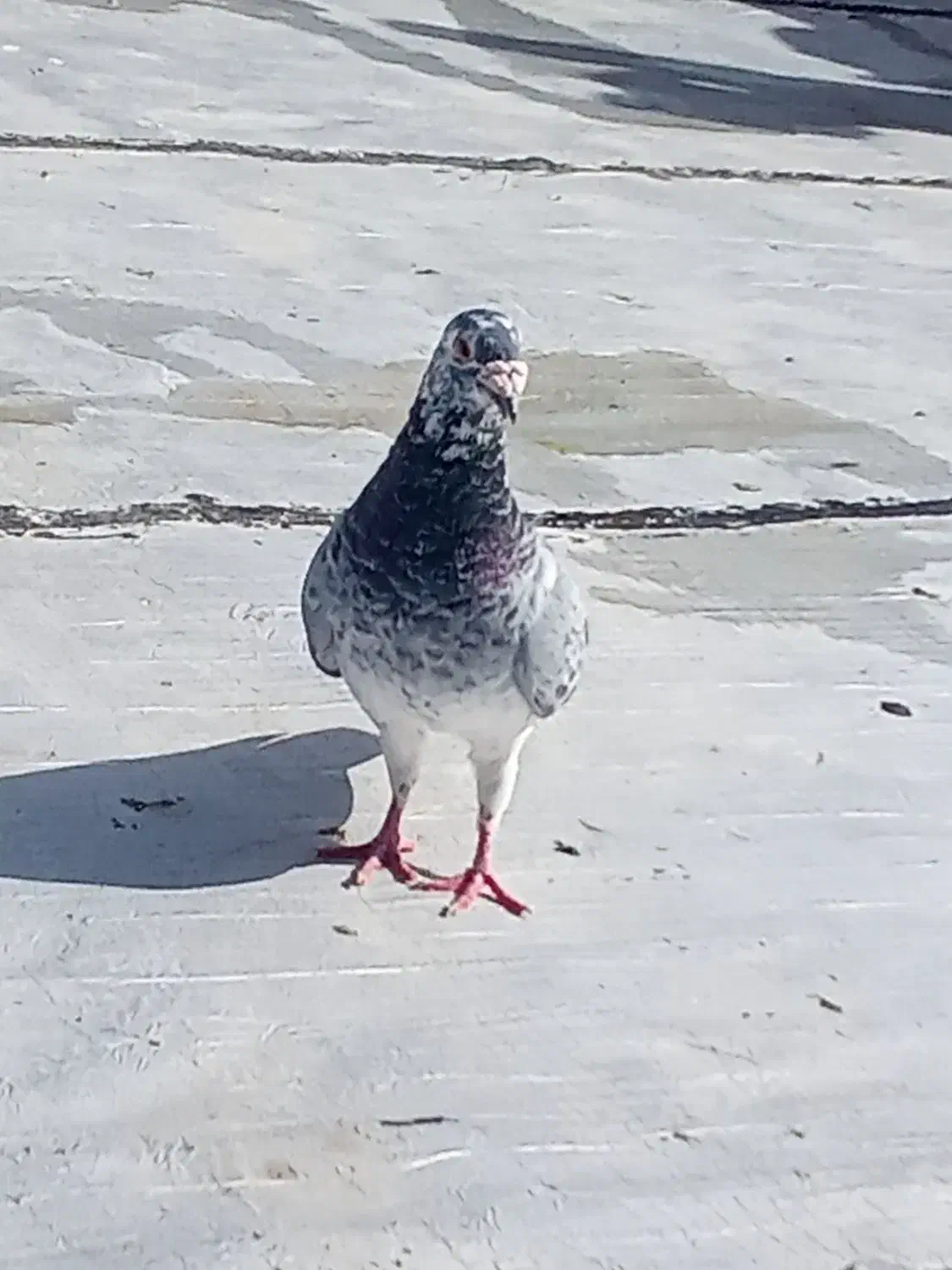 سوسکی سبز قلدر کسی خواست درخدمتم|پرنده|تربت جام, یحیی آباد|دیوار