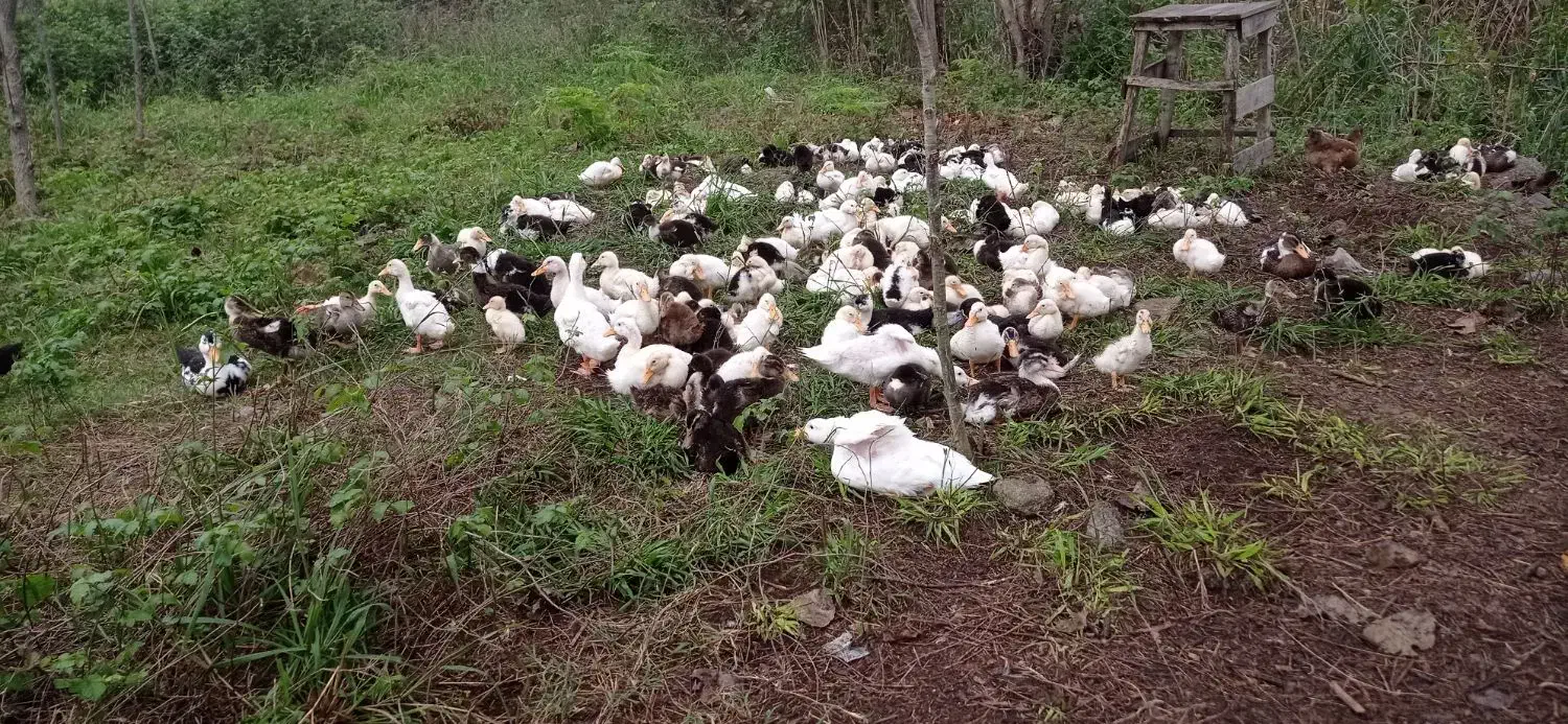 فروش اردک|حیوانات مزرعه|لنگرود, |دیوار