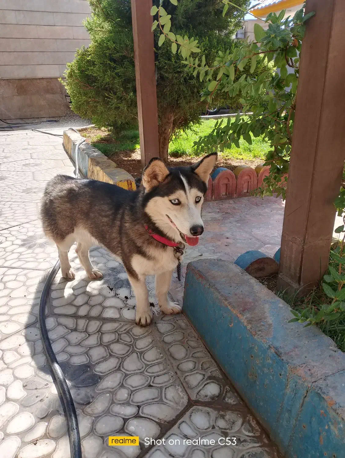 سگ هاسکی خانگی پا کوتاه|سگ|ایوان, |دیوار