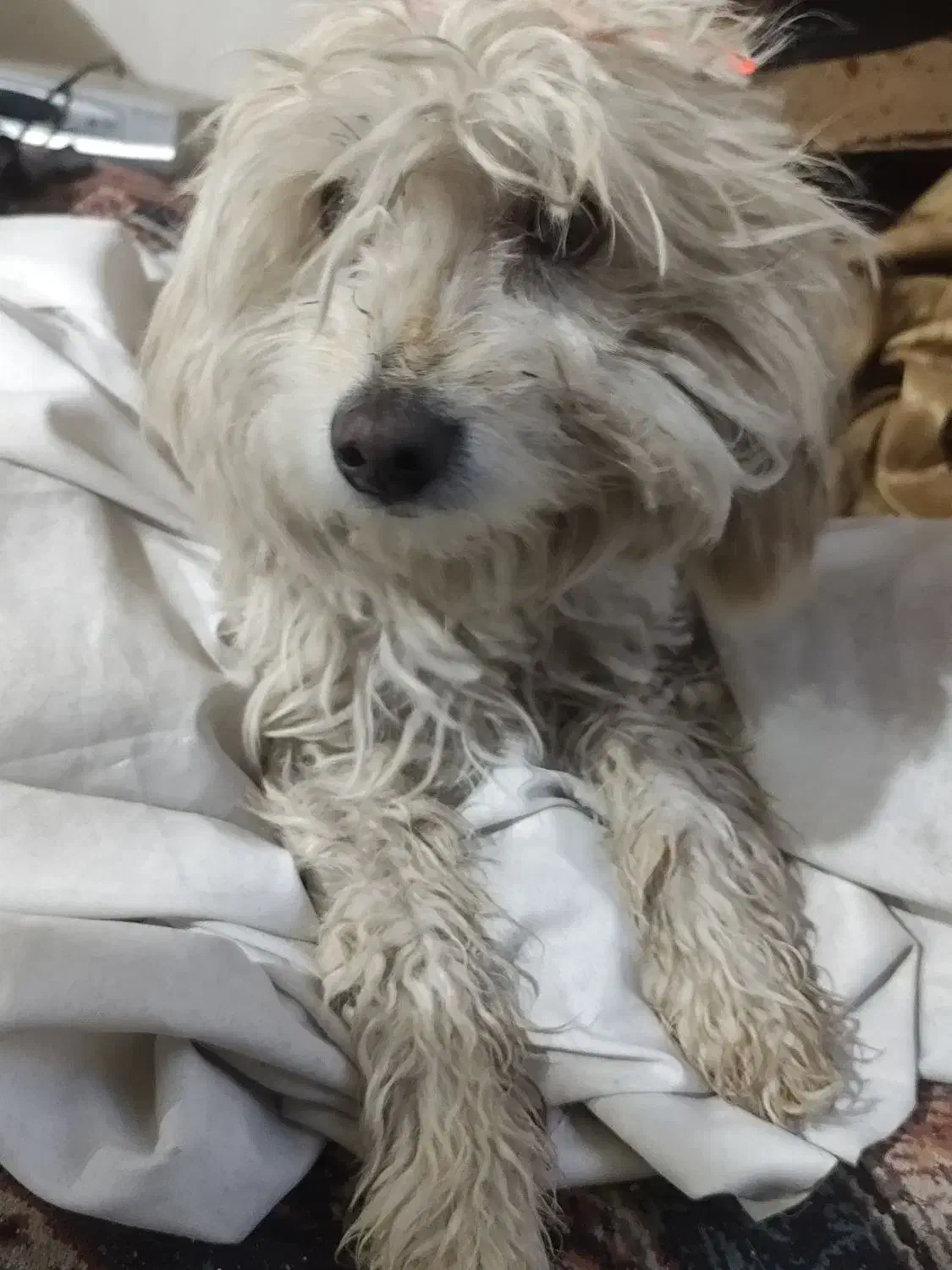 گمشده درمارچین|حیوانات|اصفهان, مارچین|دیوار