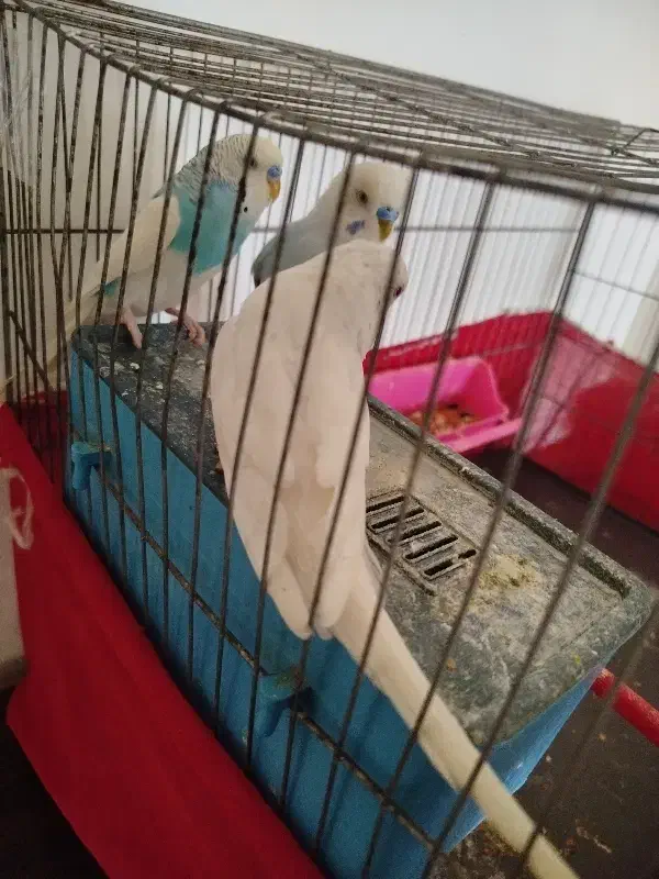 عروس هلندی بامرغ عشق|پرنده|اردبیل, |دیوار